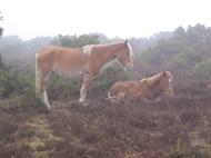 Damp New Forest ponies