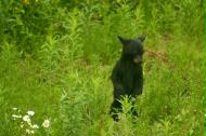 Beware baby bear near Yellowhead