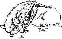 Daubentons Bat