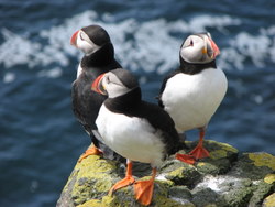 Puffins (Dave P)
