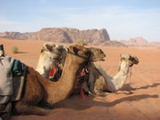 Camels, Jordan