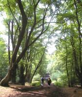 Walking in Epping Forest