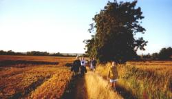 Walking near Woodham Walter, Essex