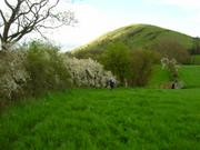 May blossom and the Lawley