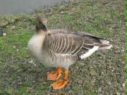 Bean Goose