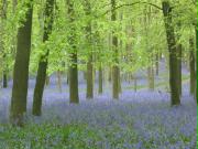 Bluebells, Ashridge