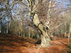 Woods at Polesden Lacey