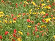 Wild flowers on the Thames path