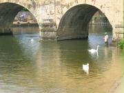 The Thames at Wallingford Bridge