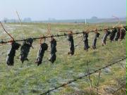 Caught Moles