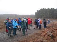 Near Lyndhurst in the New Forest