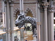 Natural History Museum, Oxford