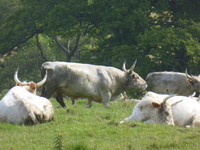 Chillingham Wild Cattle