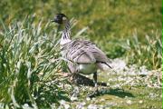 Nene (Hawaiian Goose)