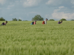 Dave P's photo on the Saffron Trail near East Hanningfield