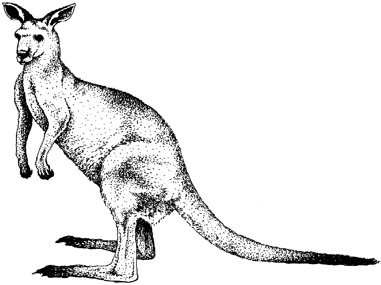 Kangaroo