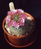 Mammillaria Bocasana